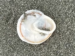 Caracolus marginella