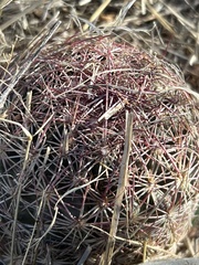 Echinomastus erectocentrus erectocentrus