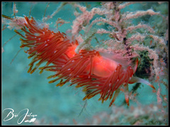 Sakuraeolis nungunoides