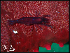 Zenopontonia soror