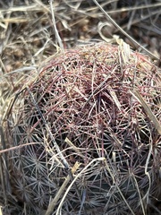 Echinomastus erectocentrus erectocentrus