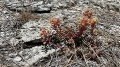 Sedum obtusatum