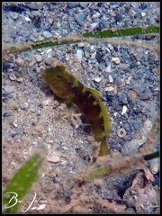 Cryptocentrus fasciatus