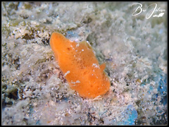 Sclerodoris tuberculata