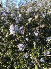 Ceanothus tomentosus