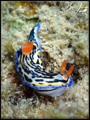 Hypselodoris maritima