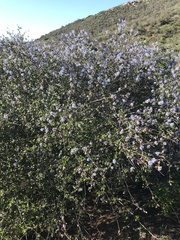 Ceanothus tomentosus