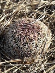 Echinomastus erectocentrus