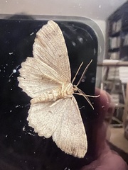 Melanolophia signataria