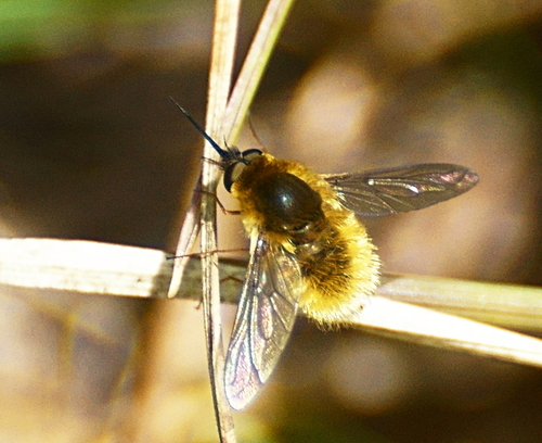 Grasshopper bee fly photo 3