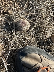 Echinomastus erectocentrus