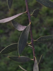 Aspidosperma quebracho-blanco