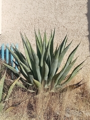 Agave