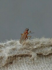 Lonchoptera bifurcata