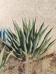 Agave