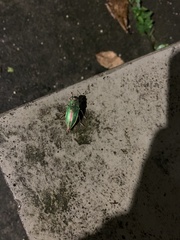 Dicercini