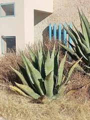 Agave
