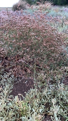 Limonium brasiliense