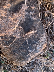 Bouteloua dactyloides