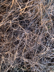 Bouteloua dactyloides