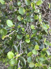 Cercocarpus