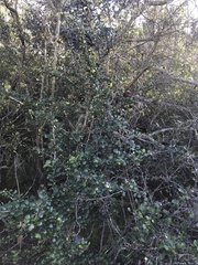 Cercocarpus