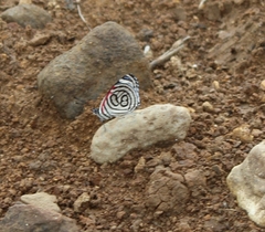 Diaethria candrena