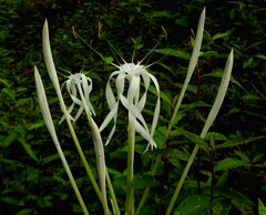Hymenocallis tubiflora
