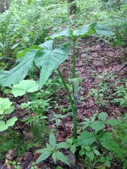 Arisaema stewardsonii