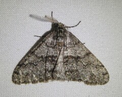 Phigalia strigataria