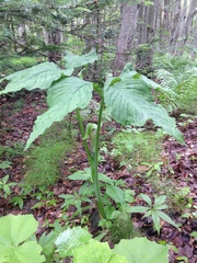 Arisaema stewardsonii