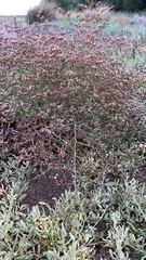 Limonium brasiliense