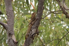 Chlamydosaurus kingii