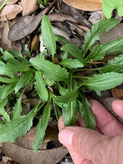 Penstemon