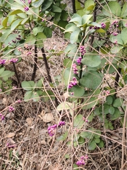 Callicarpa dichotoma