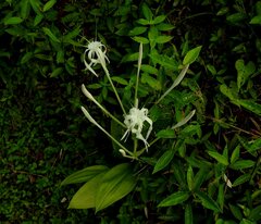 Hymenocallis tubiflora