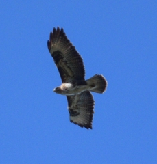 Buteo buteo insularum