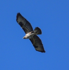 Buteo buteo insularum