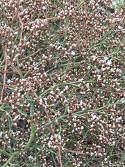 Limonium brasiliense