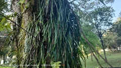 Haplopteris elongata