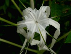 Hymenocallis tubiflora