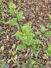 Ehretia anacua
