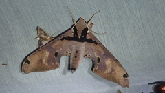 Adhemarius gannascus