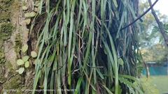 Haplopteris elongata