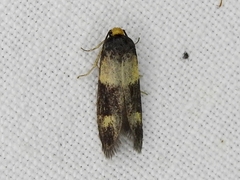 Cyclotornidae