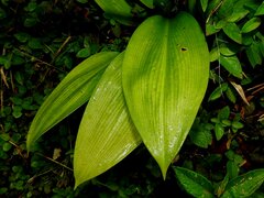 Hymenocallis tubiflora