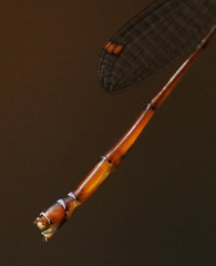 Drepanosticta rufostigma