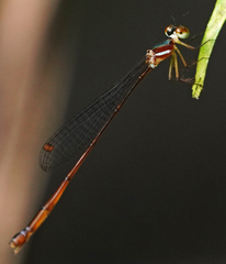 Drepanosticta rufostigma