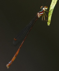 Drepanosticta rufostigma