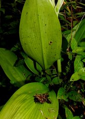 Hymenocallis tubiflora